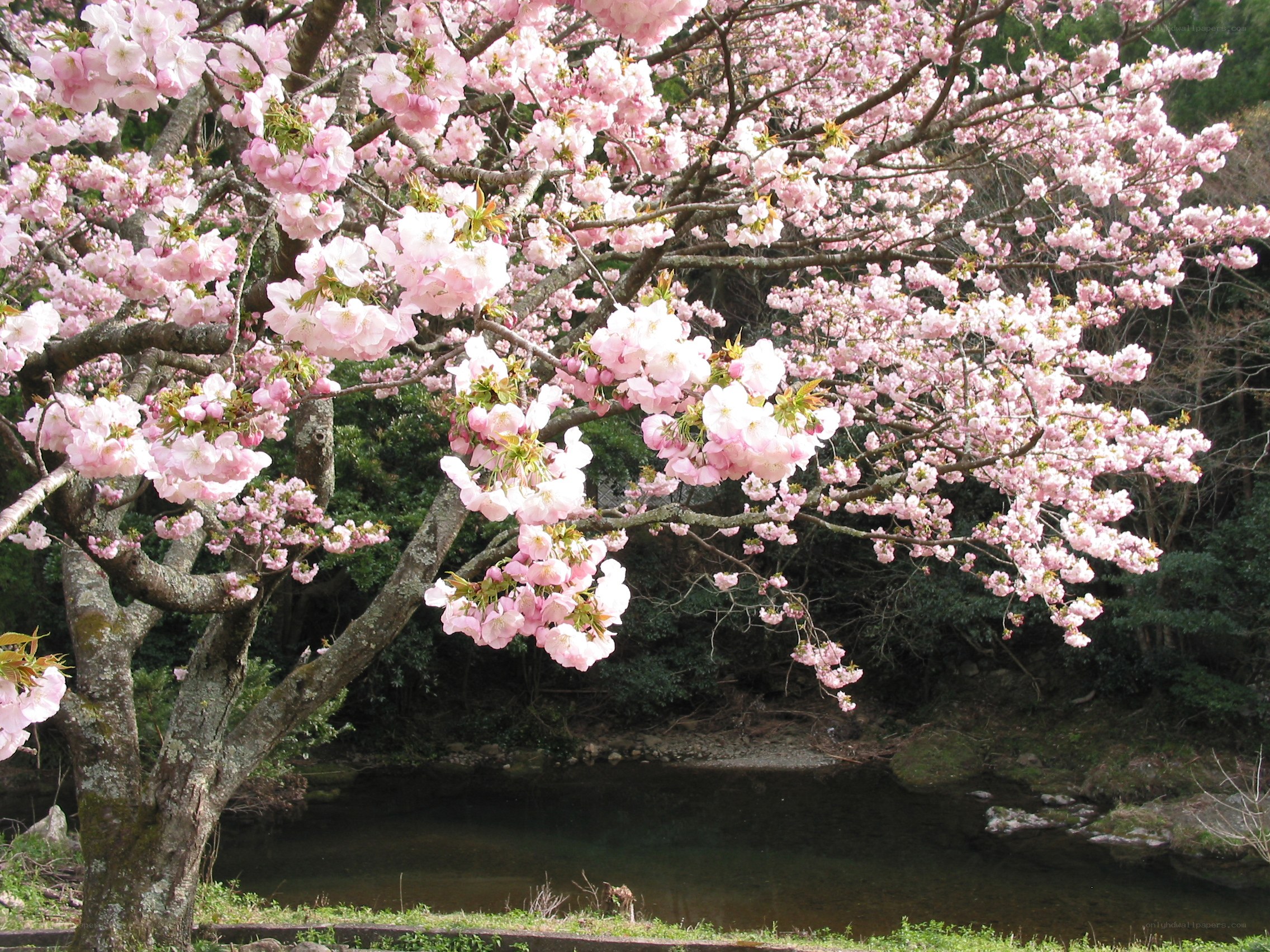Cherry blossoms by the river