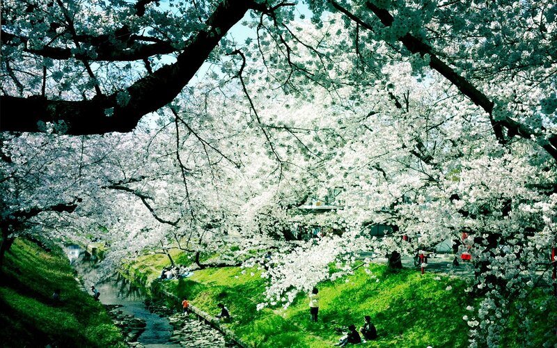 Cherry blossoms by the river
