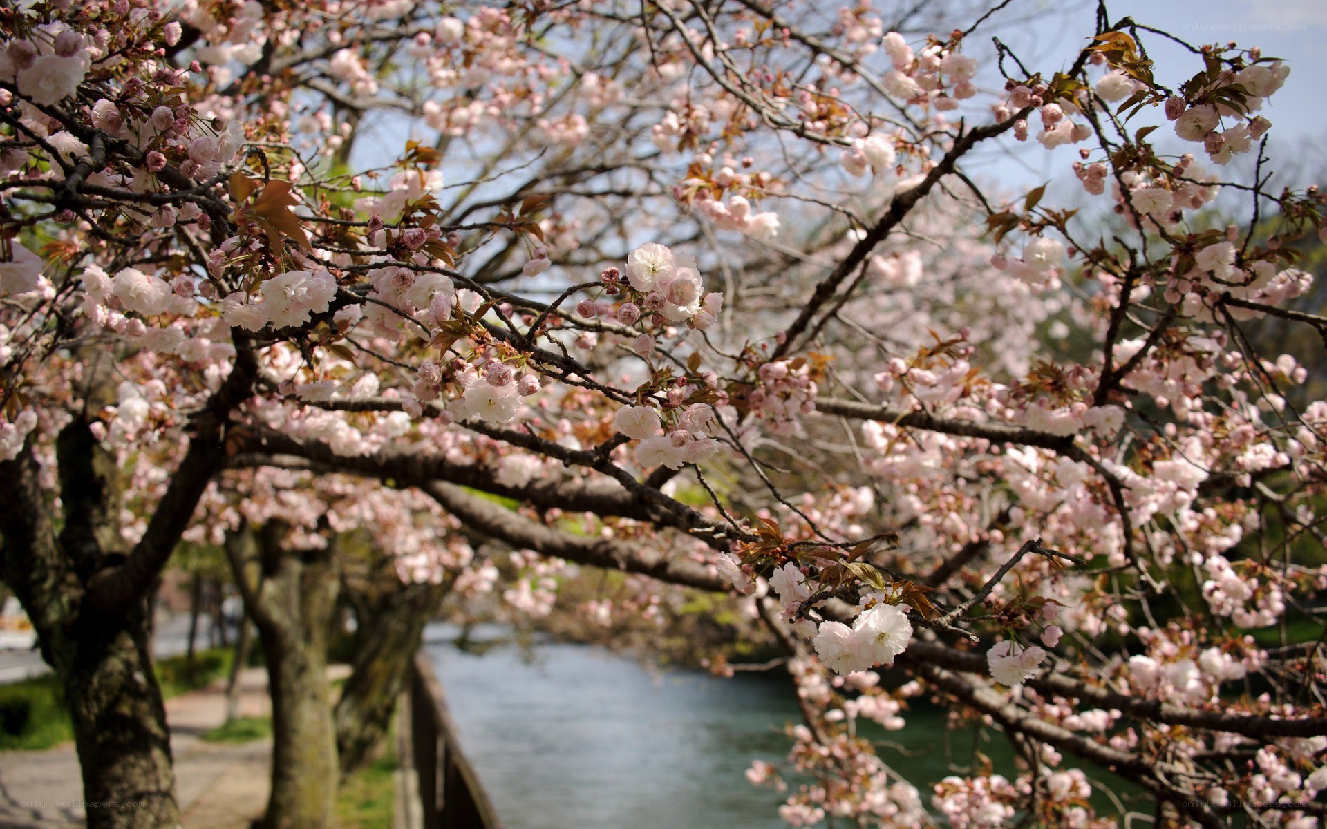 Cherry blossoms by the river