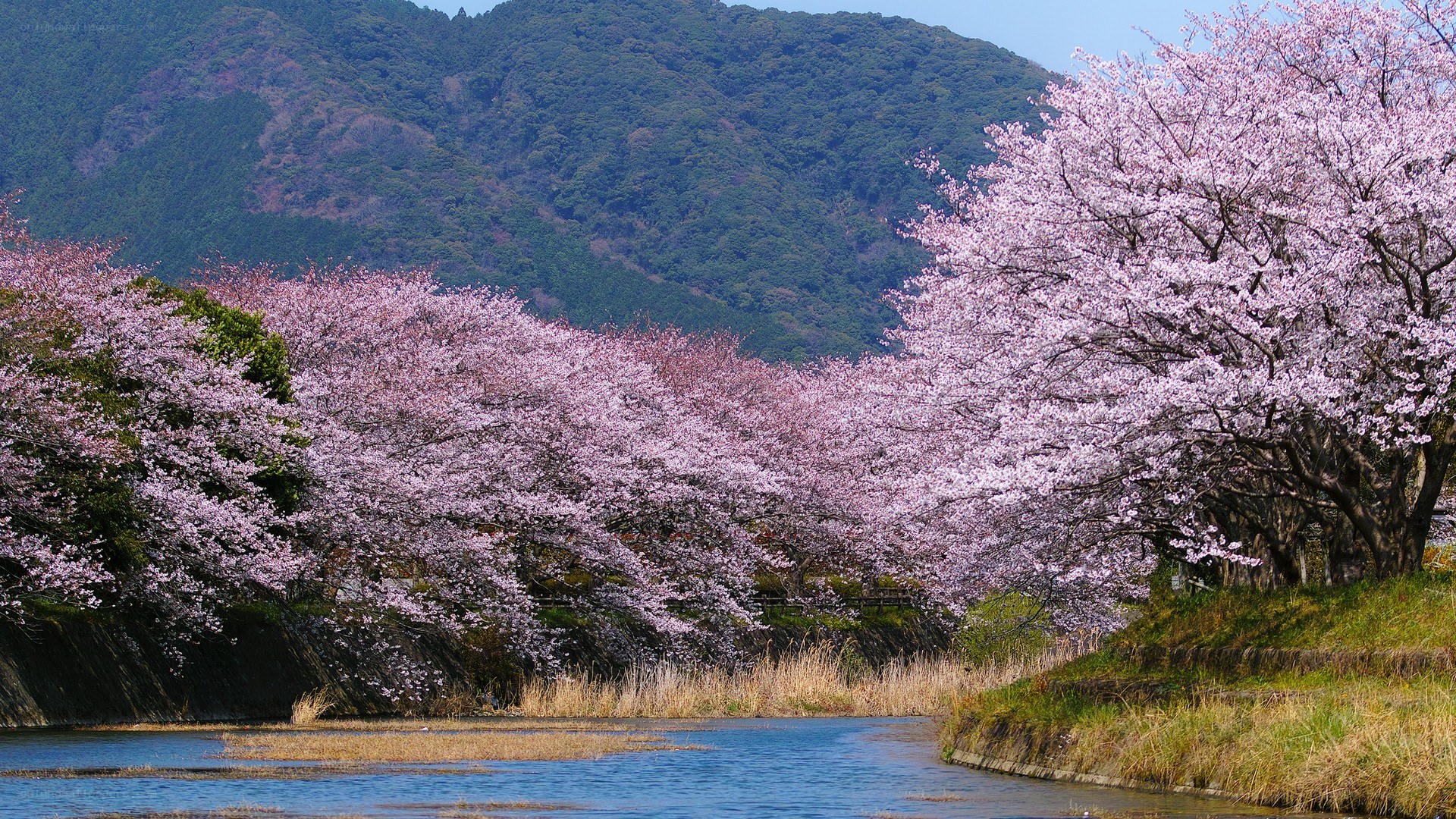Cherry blossoms by the river