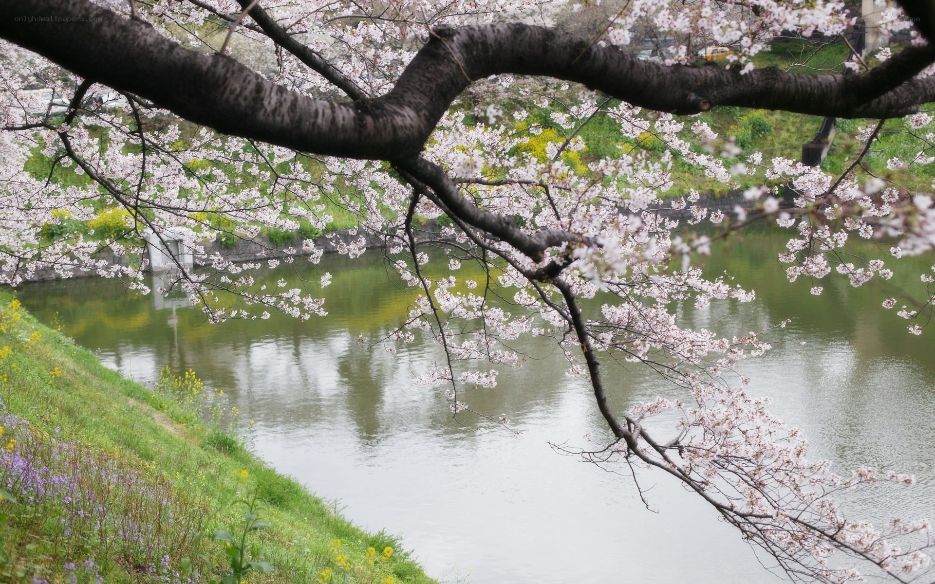 Cherry blossoms by the river