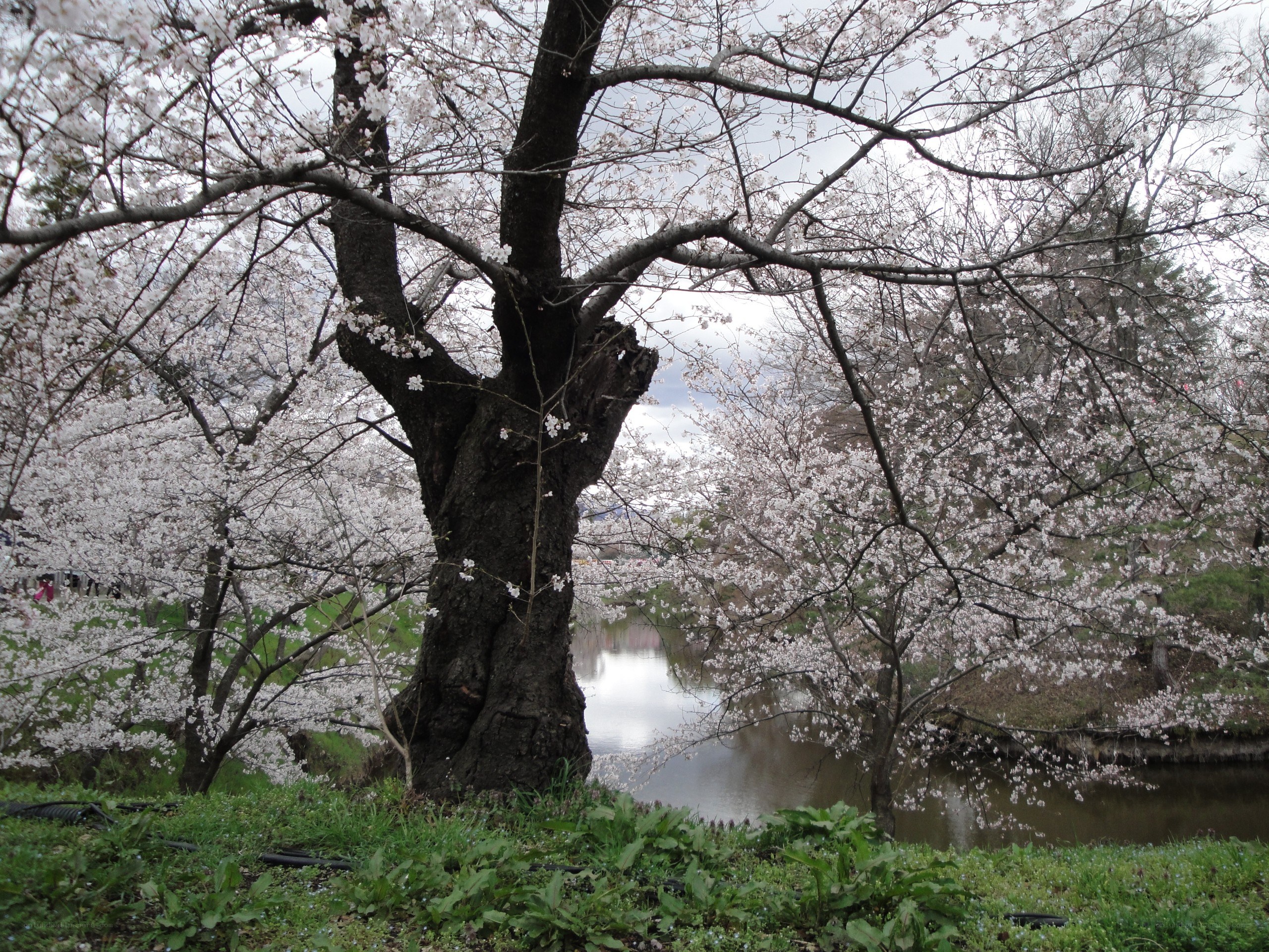 Cherry blossoms by the river