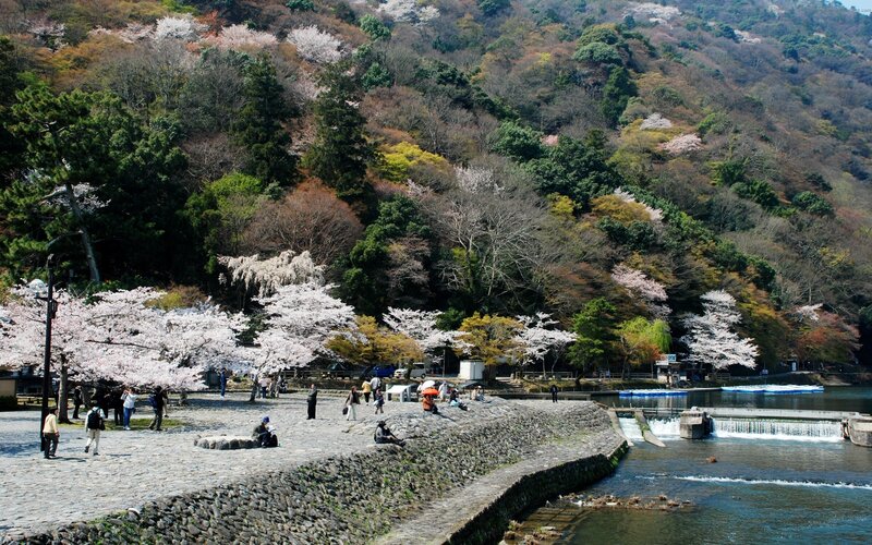 Cherry blossoms by the river