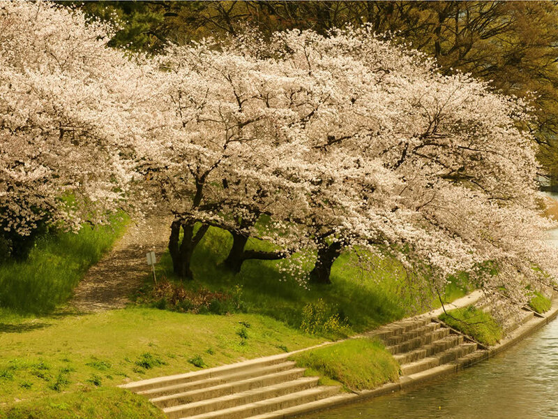 Cherry blossoms by the river