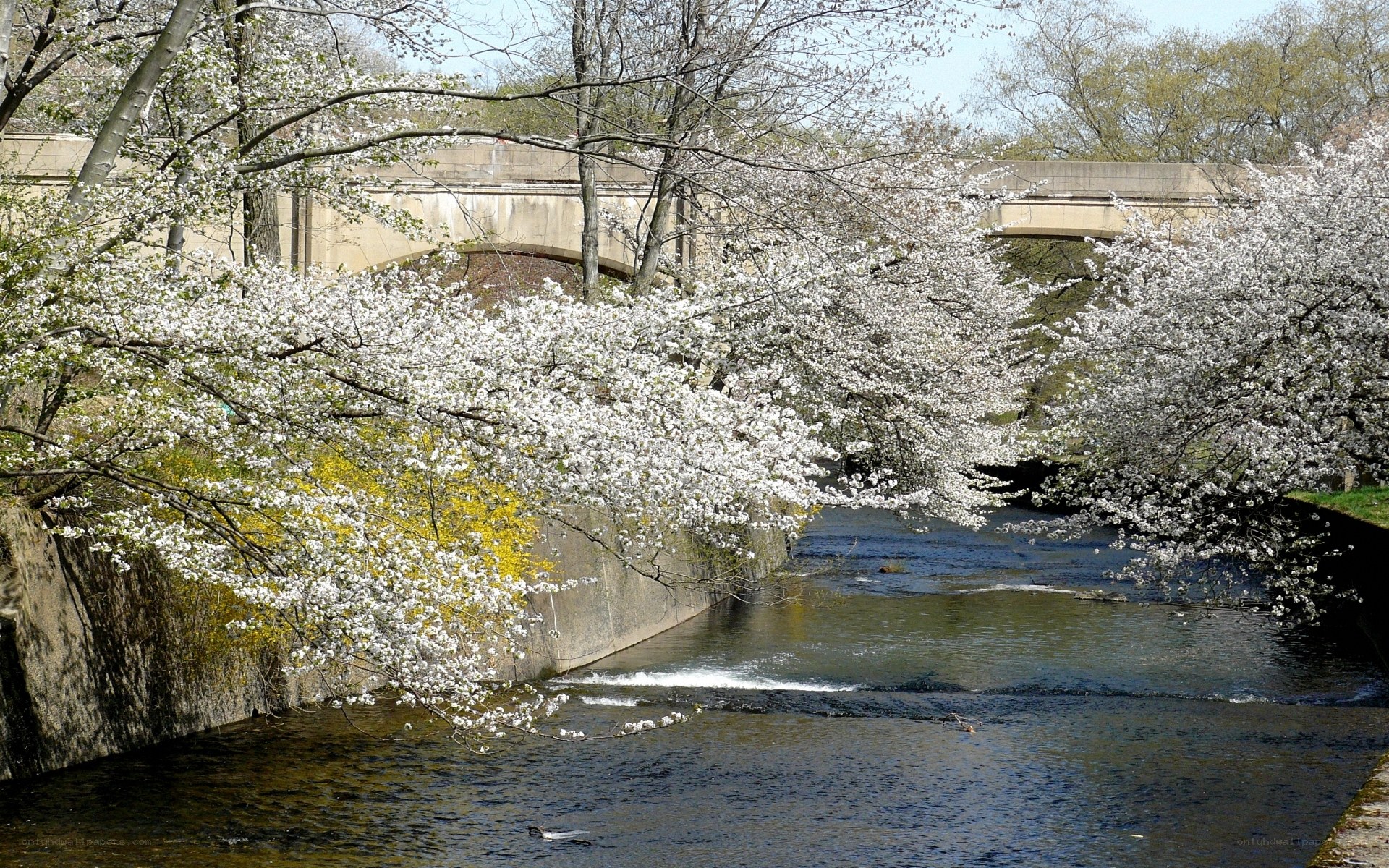Cherry blossoms by the river