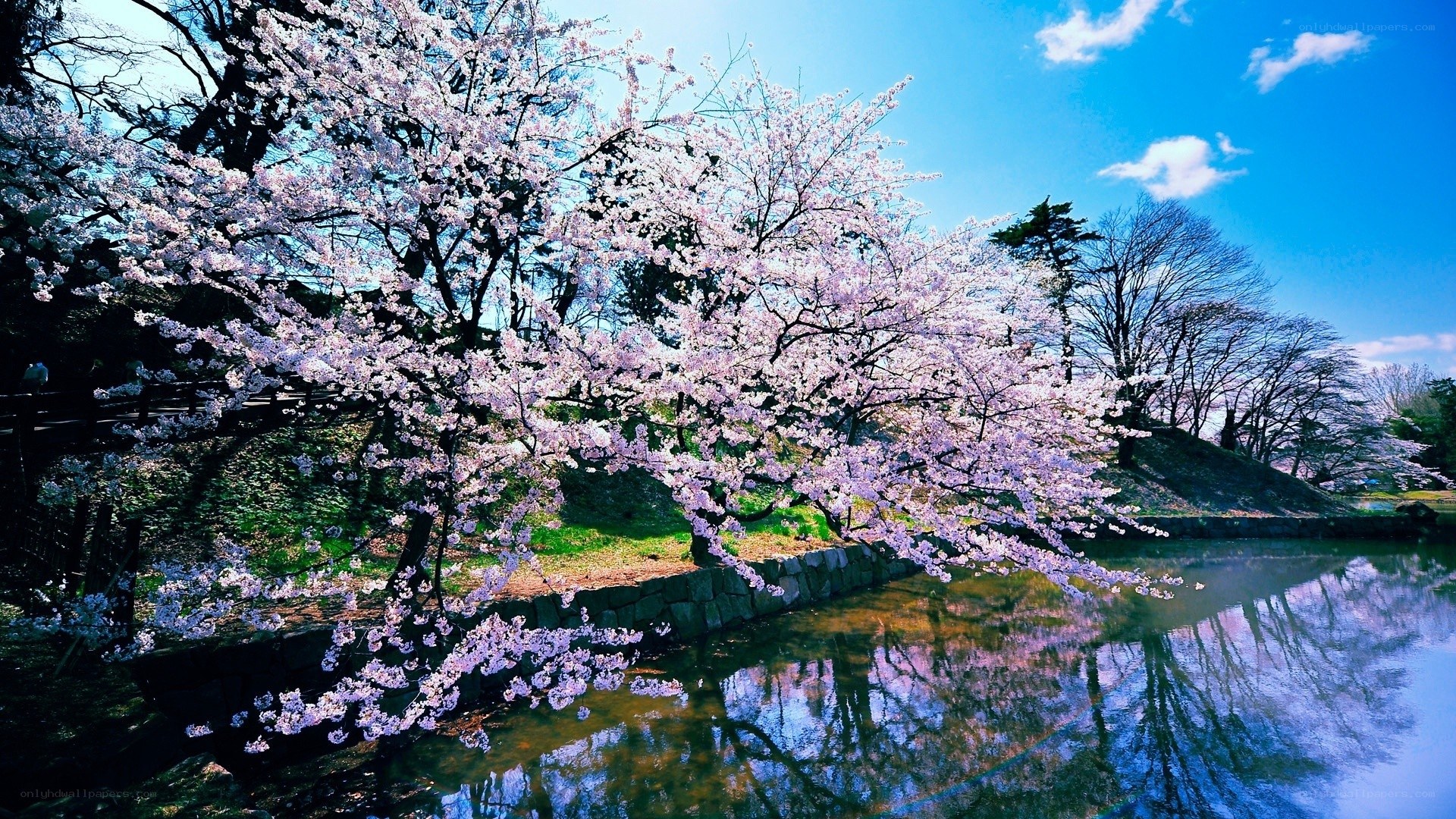 Cherry blossoms by the river
