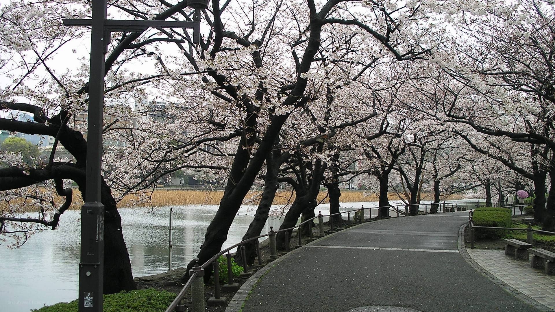 Cherry blossoms by the river