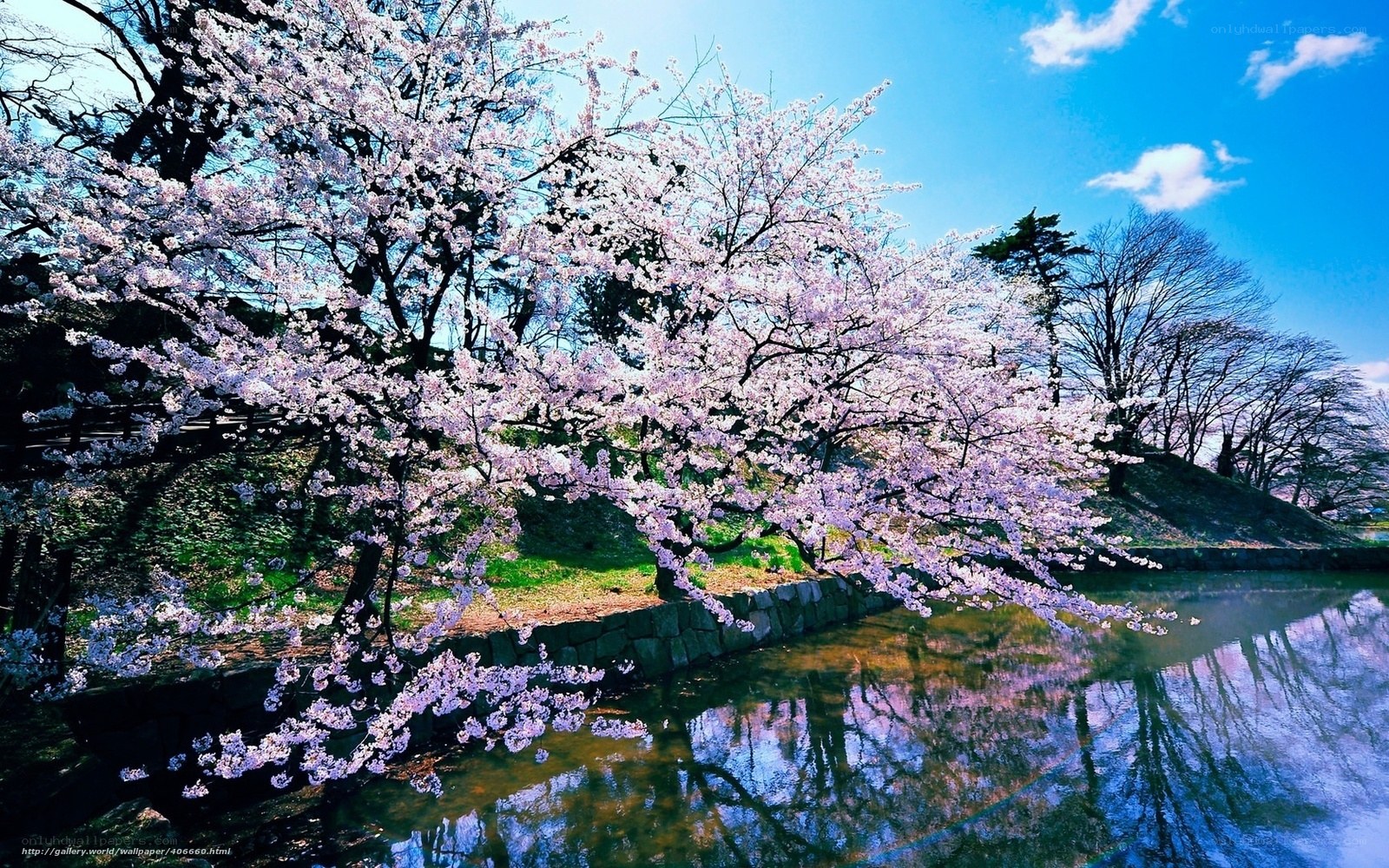 Cherry blossoms by the river