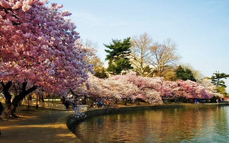 Cherry blossoms by the Tidal Basin