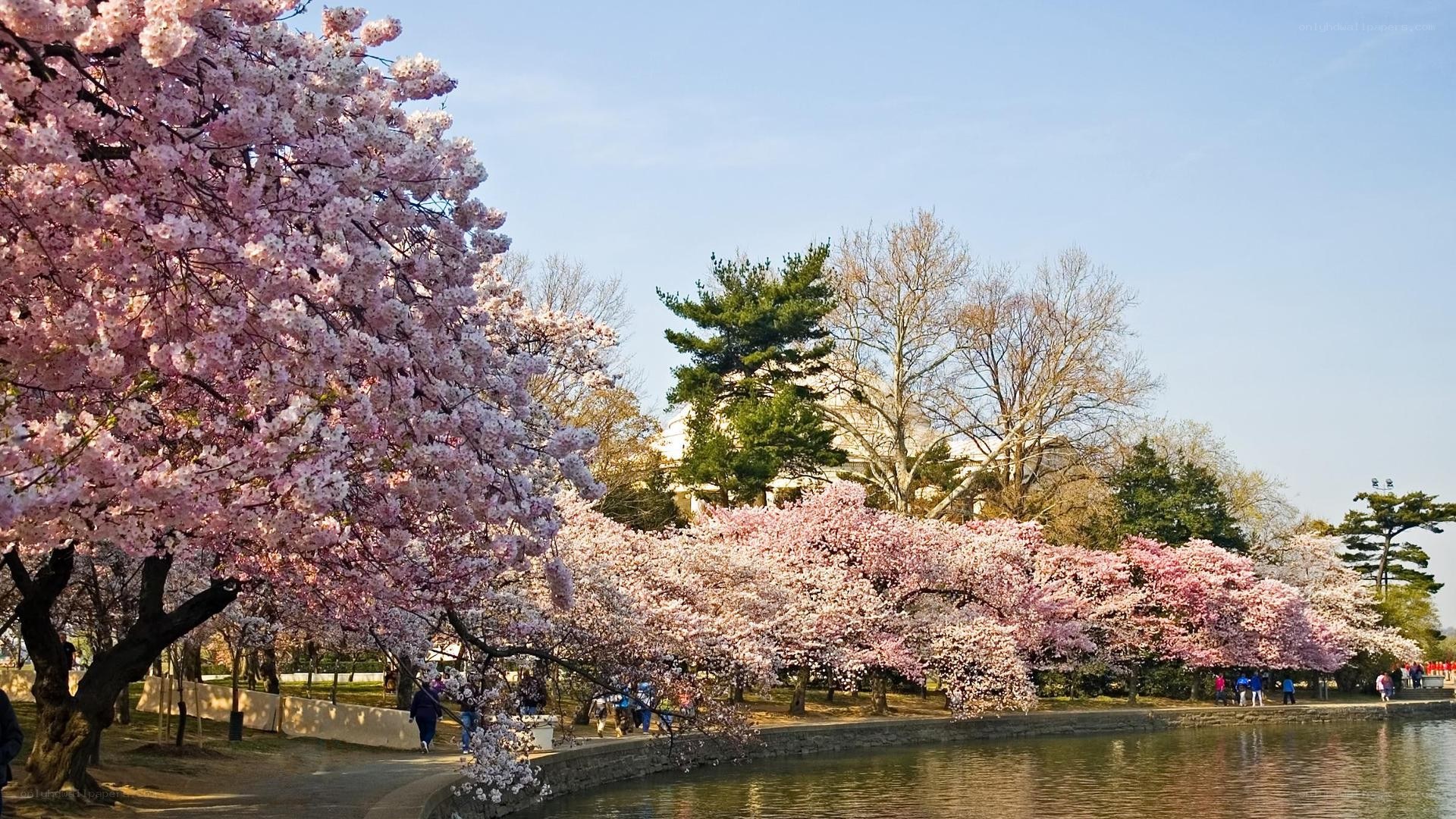Cherry blossoms by the Tidal Basin