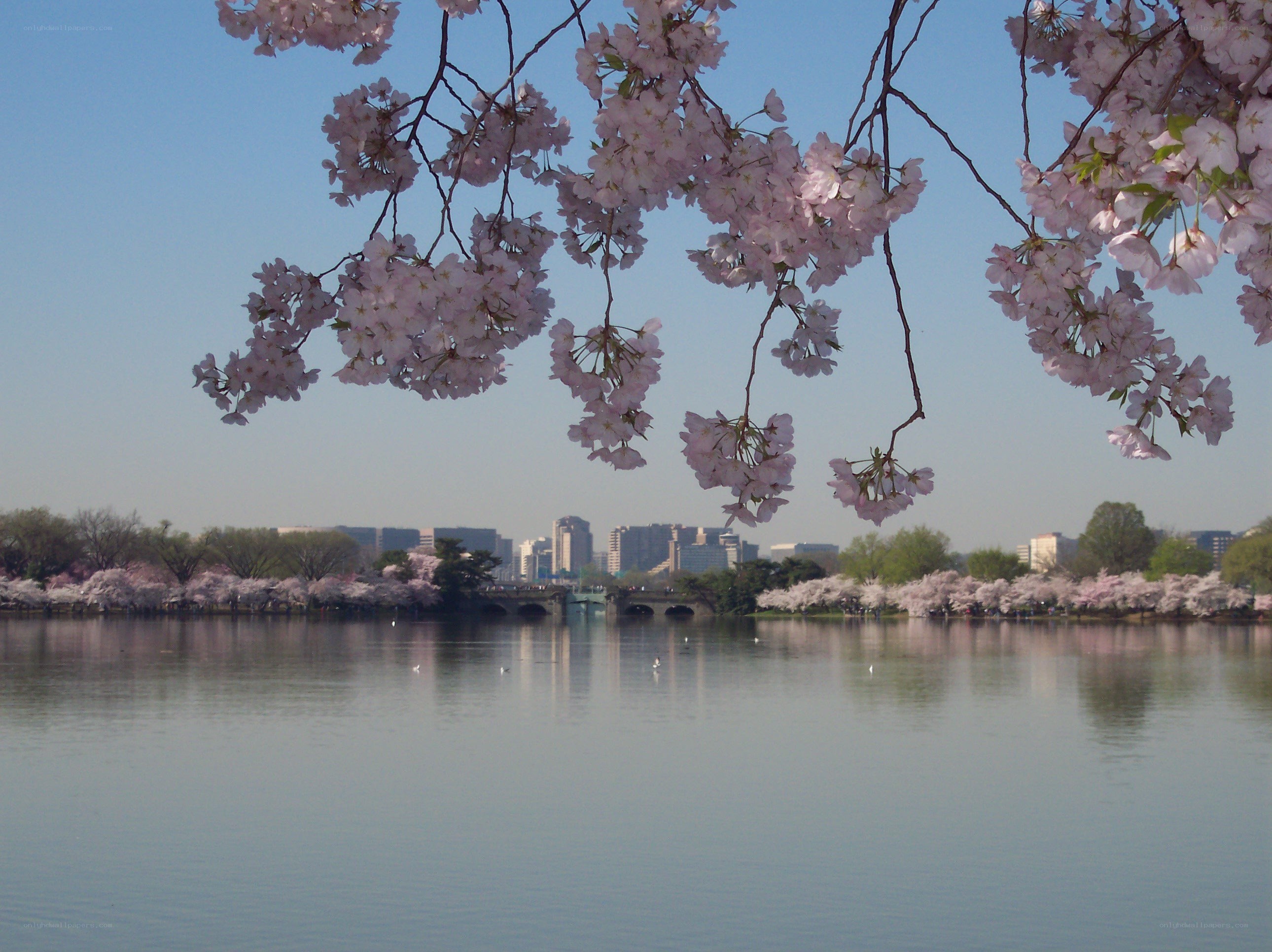 Cherry blossoms by the Tidal Basin