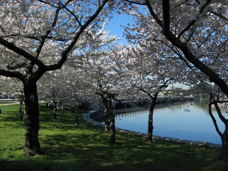 Cherry blossoms by the Tidal Basin