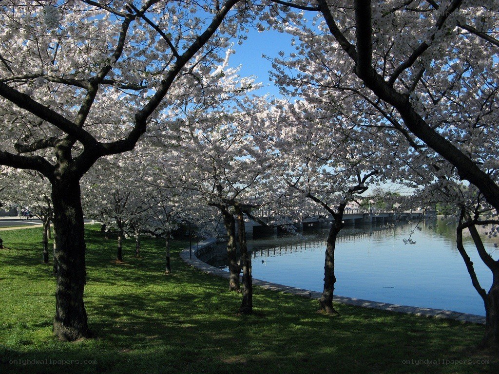 Cherry blossoms by the Tidal Basin