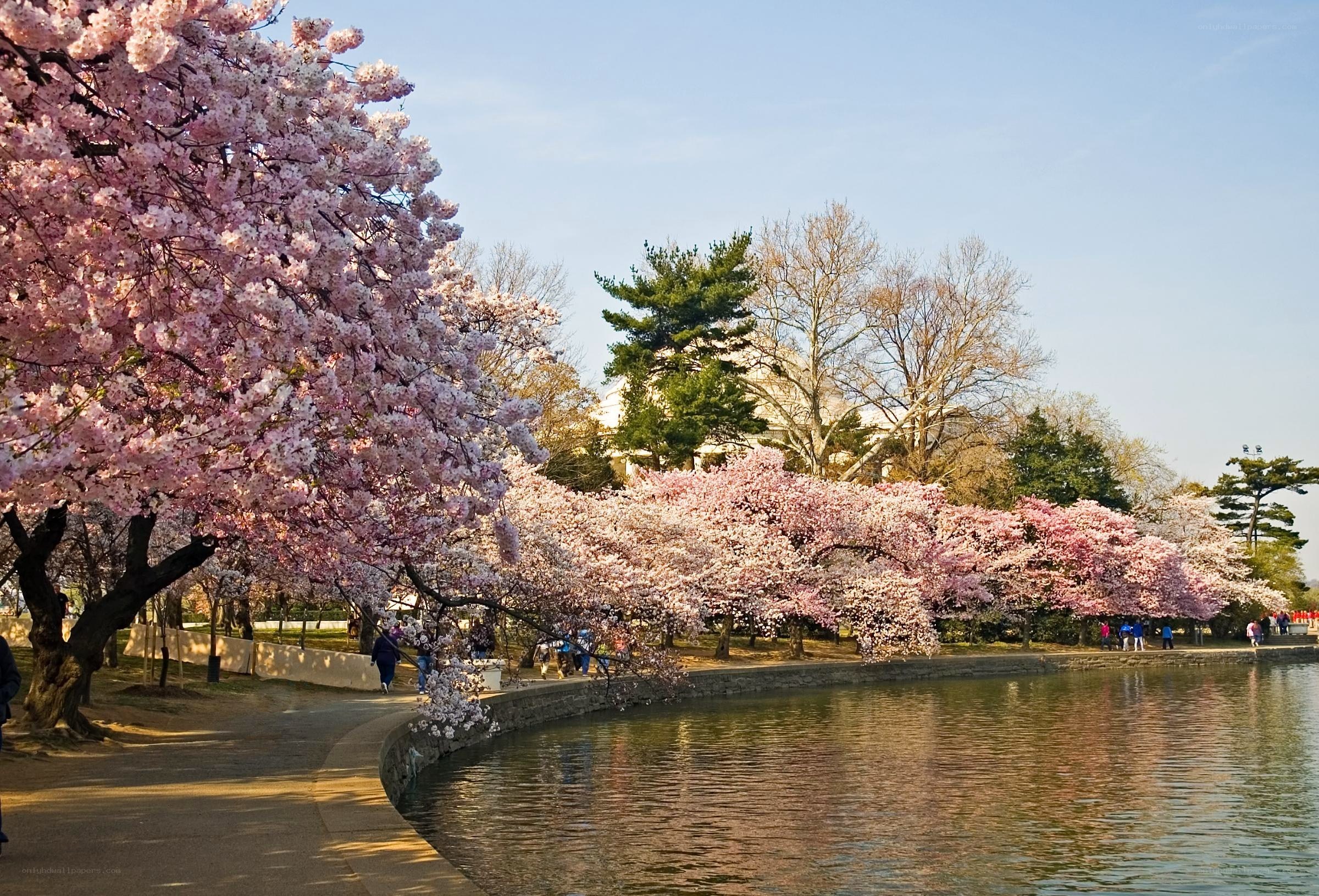 Cherry blossoms by the Tidal Basin