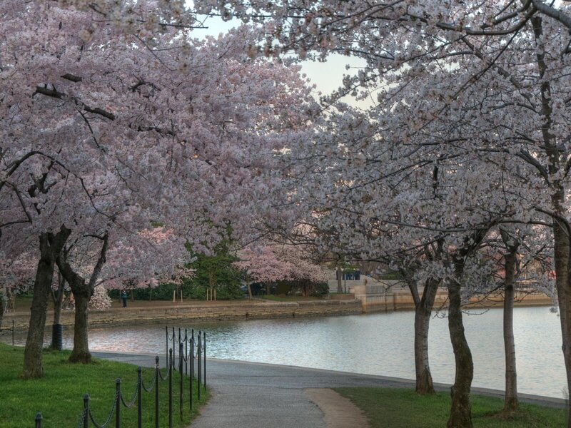 Cherry blossoms by the Tidal Basin