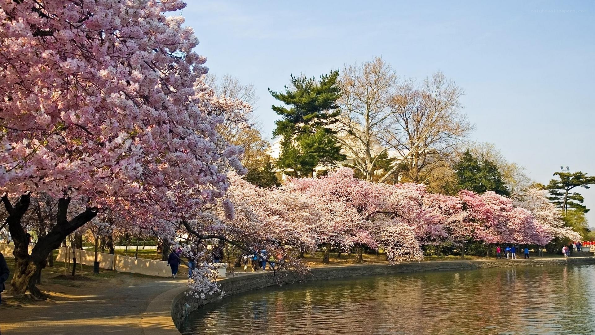 Cherry blossoms by the Tidal Basin