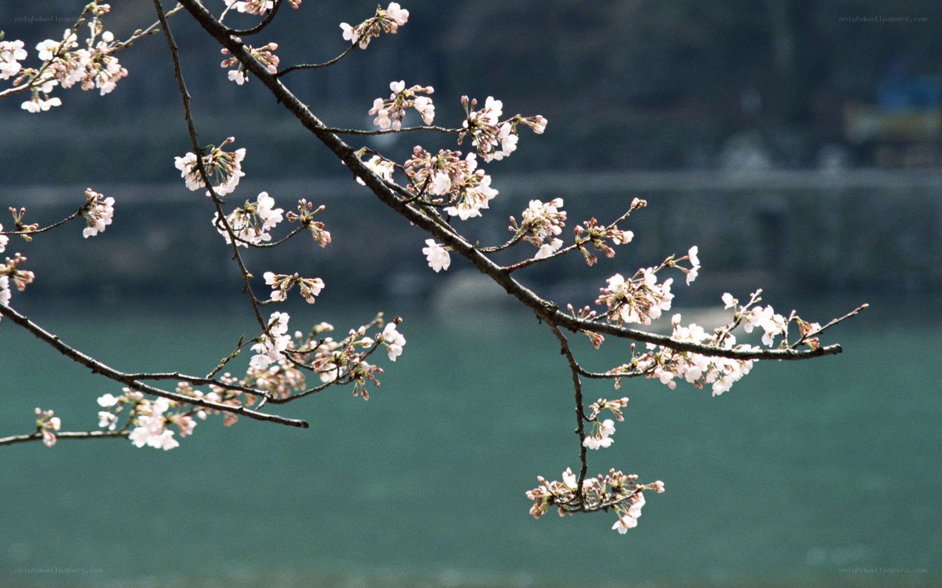 cherry blossoms by the water