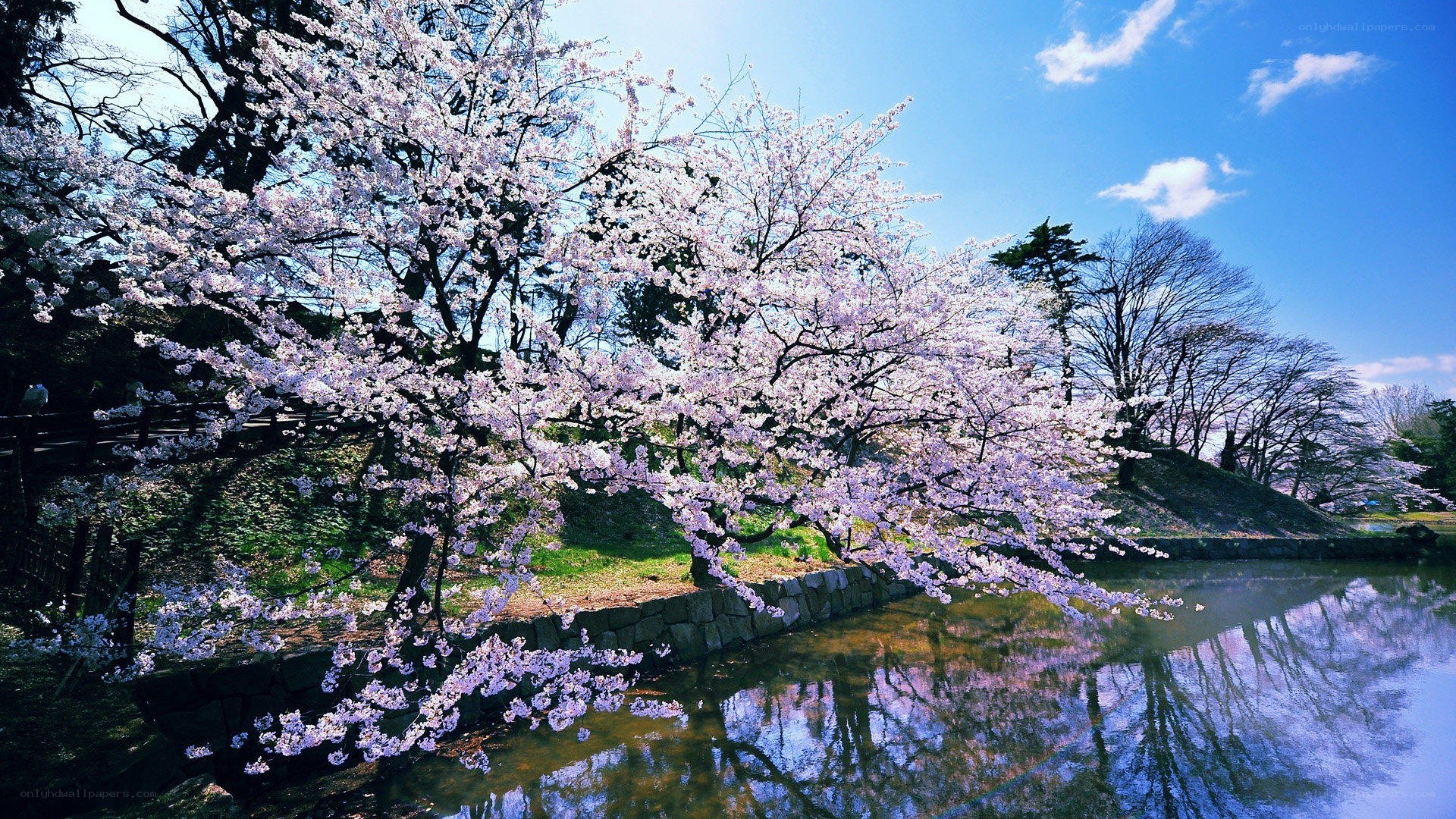 Cherry blossoms by the water