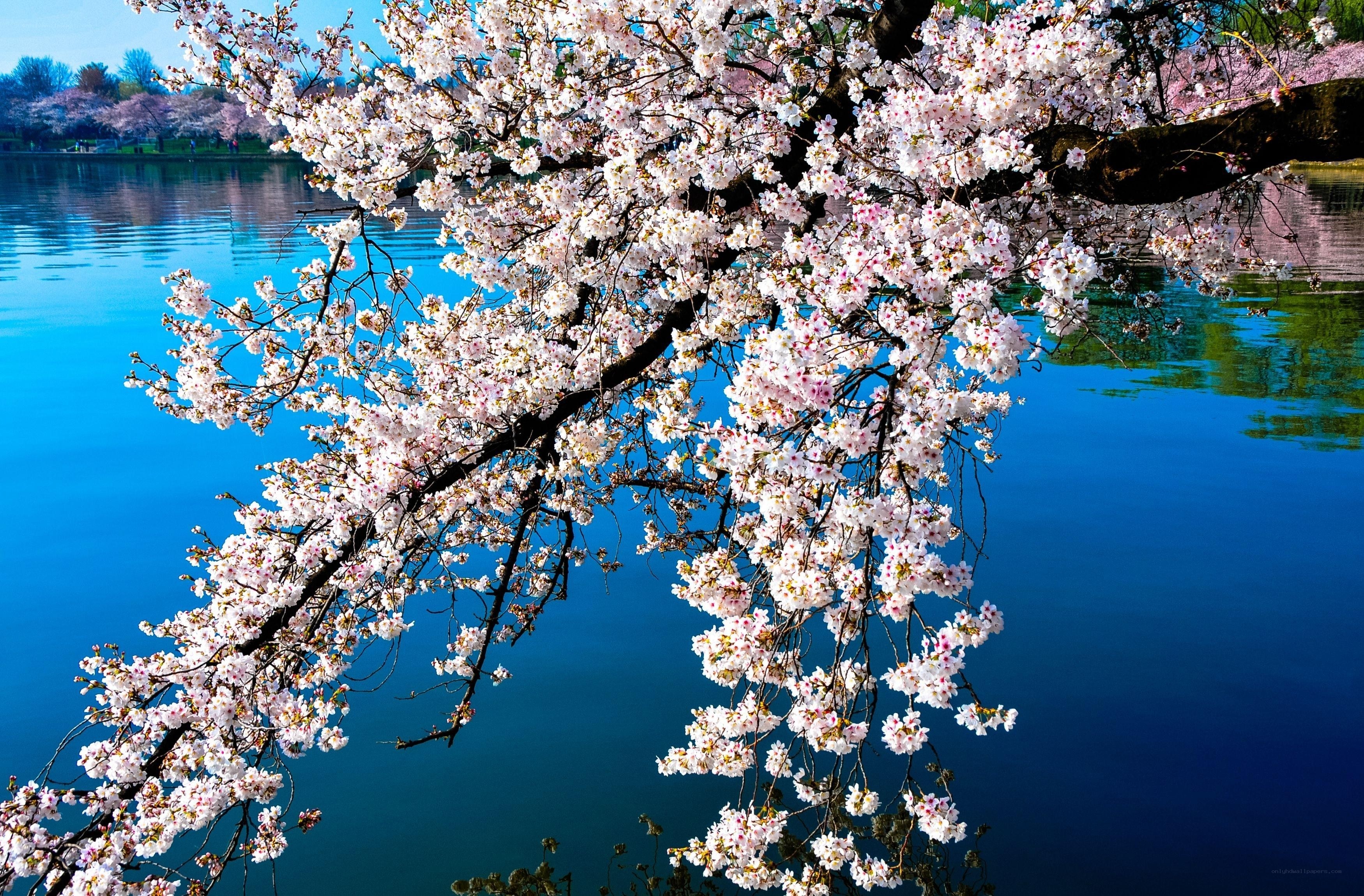 Cherry blossoms by the water