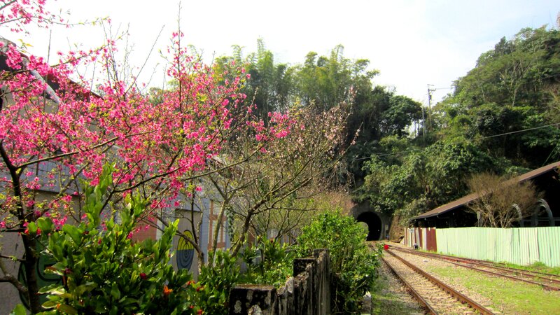 Cherry Blossoms by Train Tracks