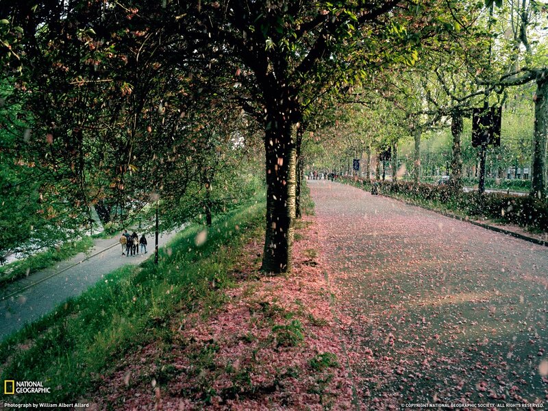 Cherry blossoms falling on a path