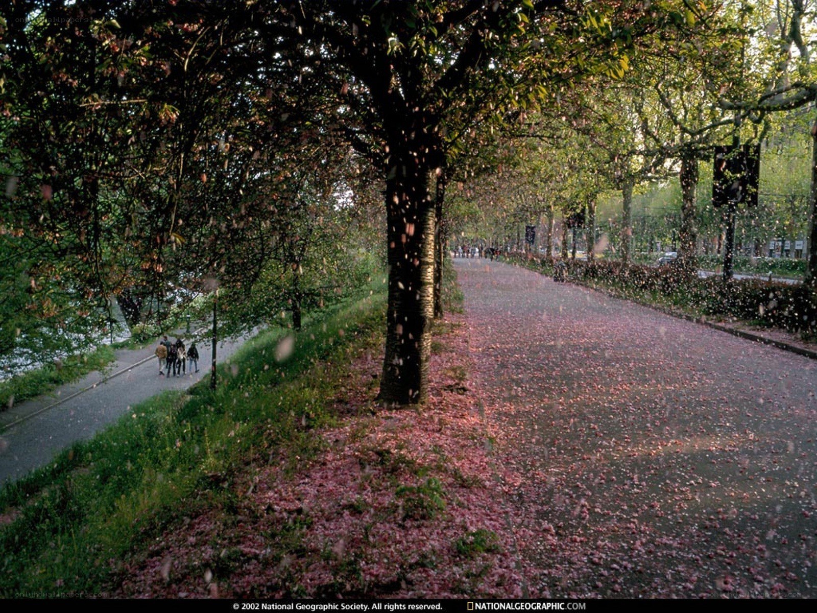 Cherry blossoms falling on a path