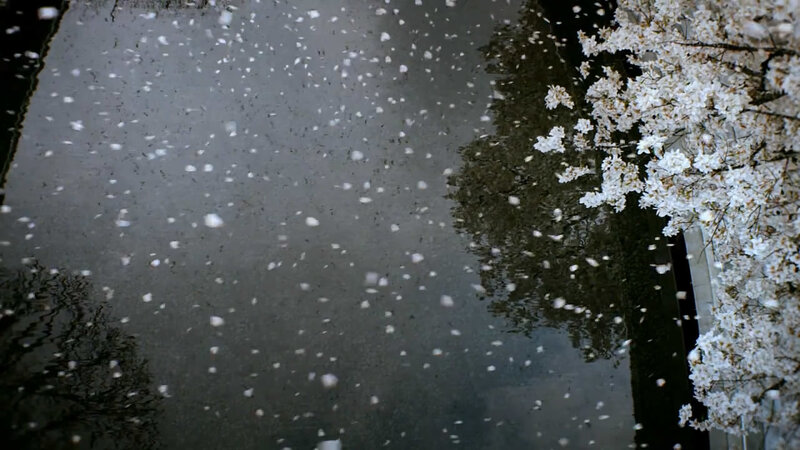 cherry blossoms falling on water