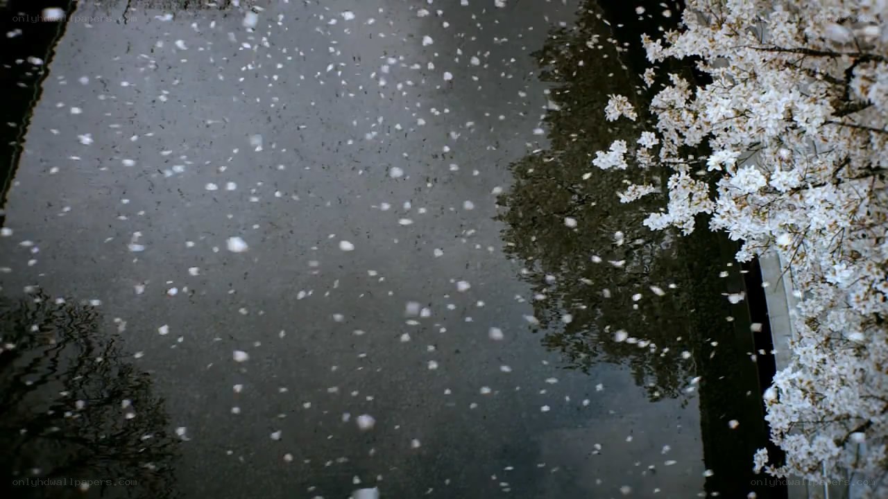 cherry blossoms falling on water
