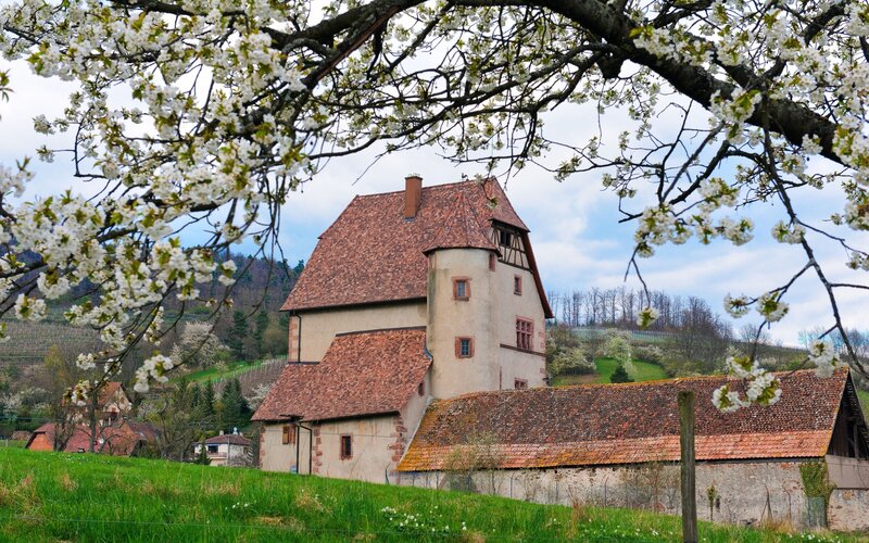 Cherry blossoms frame a historic house