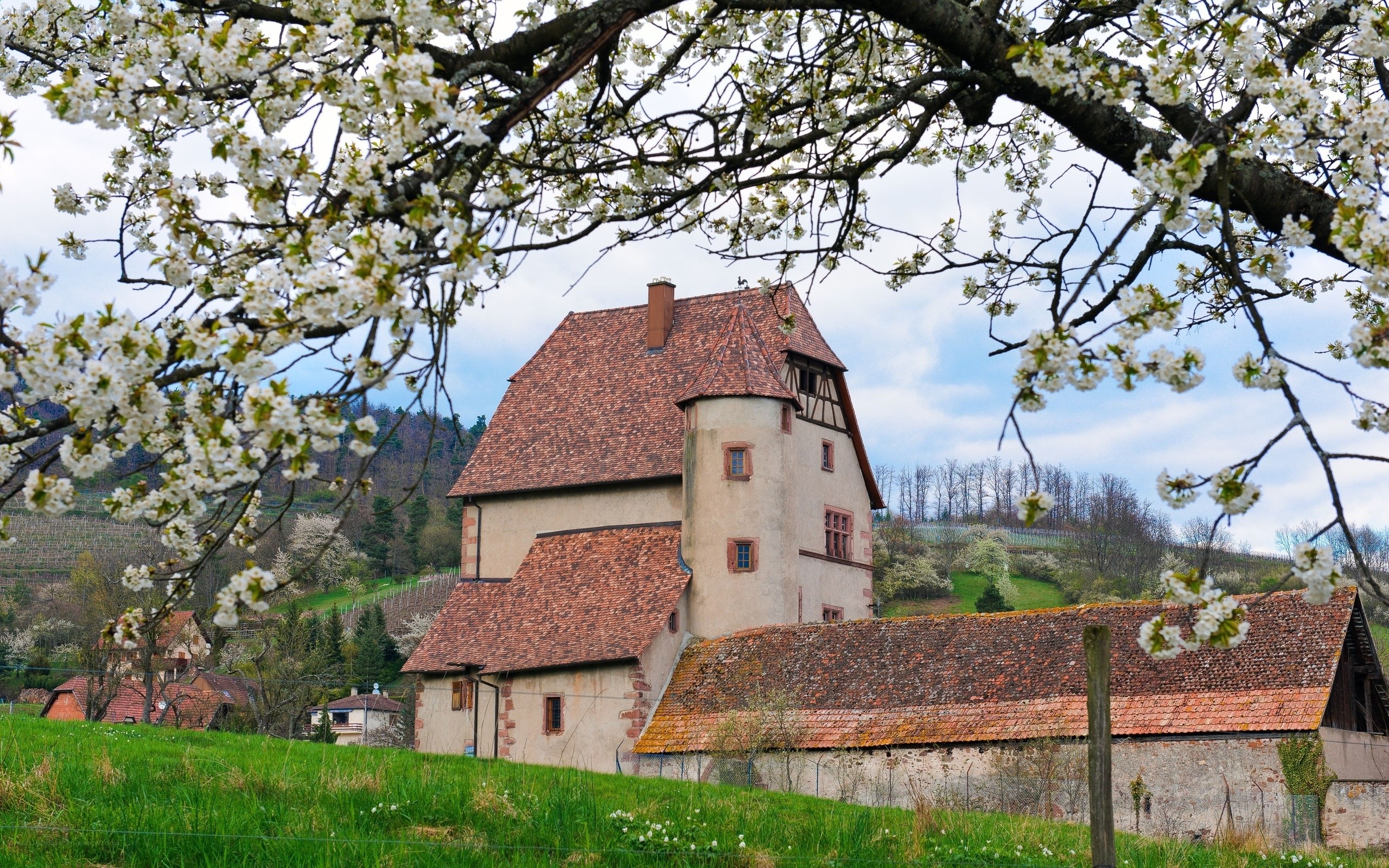 Cherry blossoms frame a historic house