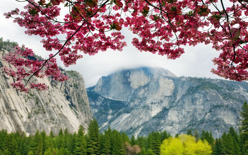 Cherry blossoms frame a mountain