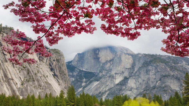 Cherry blossoms frame Half Dome