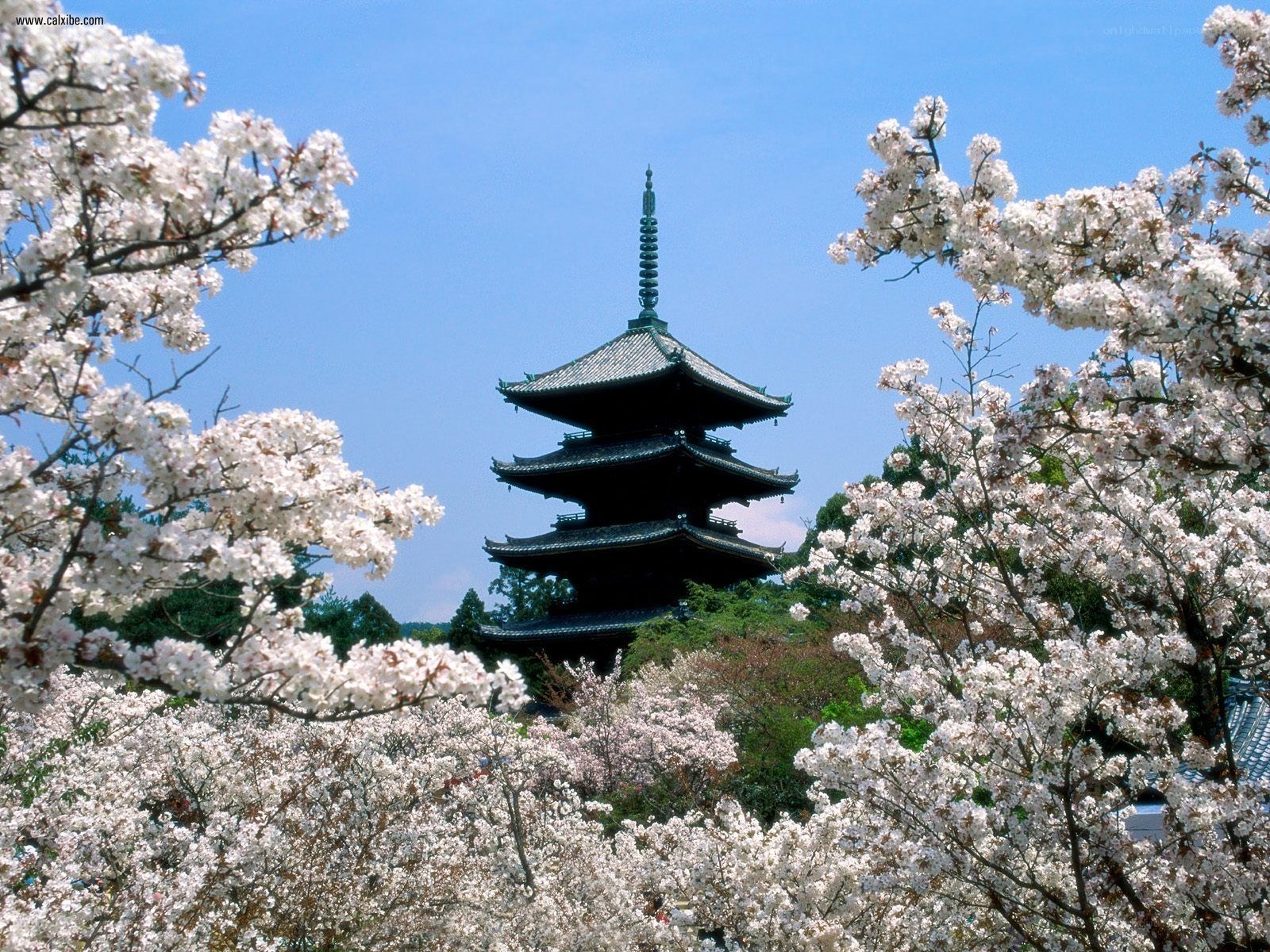 Cherry blossoms framing a pagoda