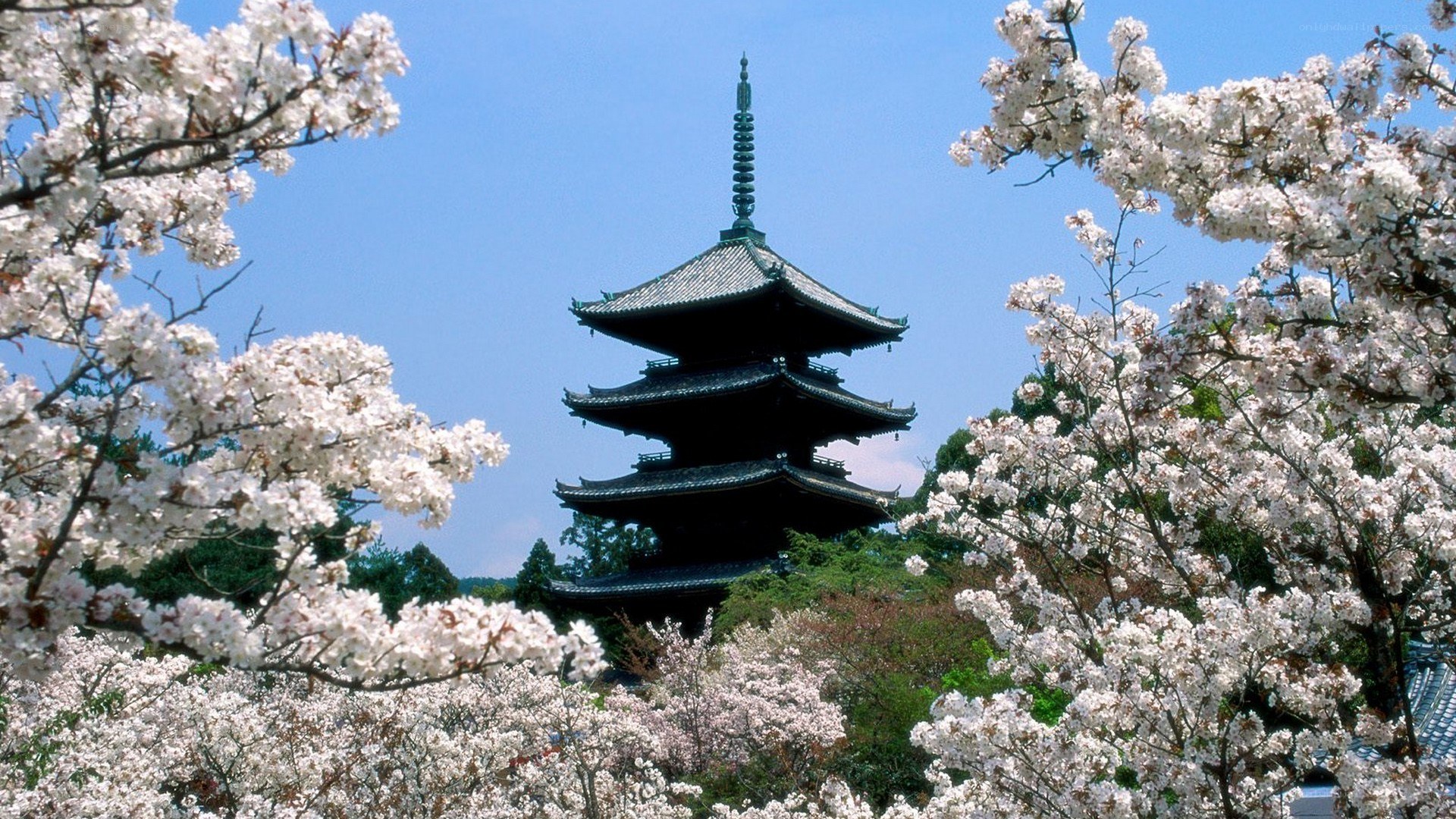 Cherry blossoms framing a pagoda