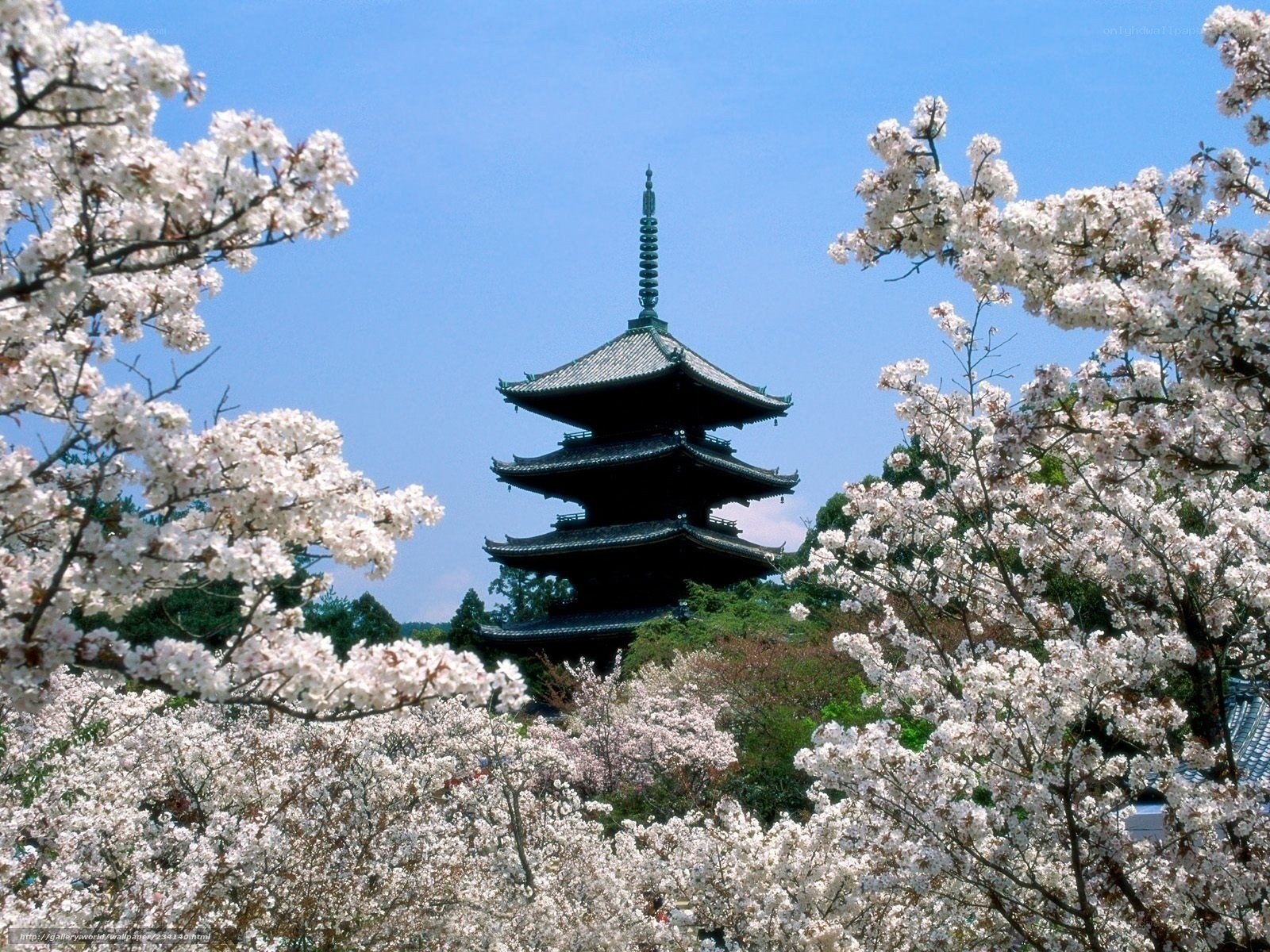 Cherry blossoms framing a pagoda