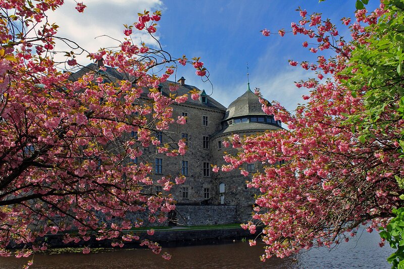 Cherry Blossoms Framing Castle