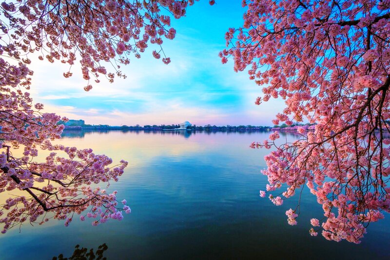 Cherry Blossoms Framing Lake