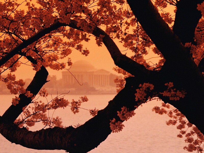 Cherry Blossoms Framing Monument