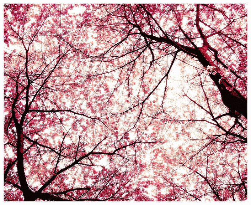 Cherry blossoms from below
