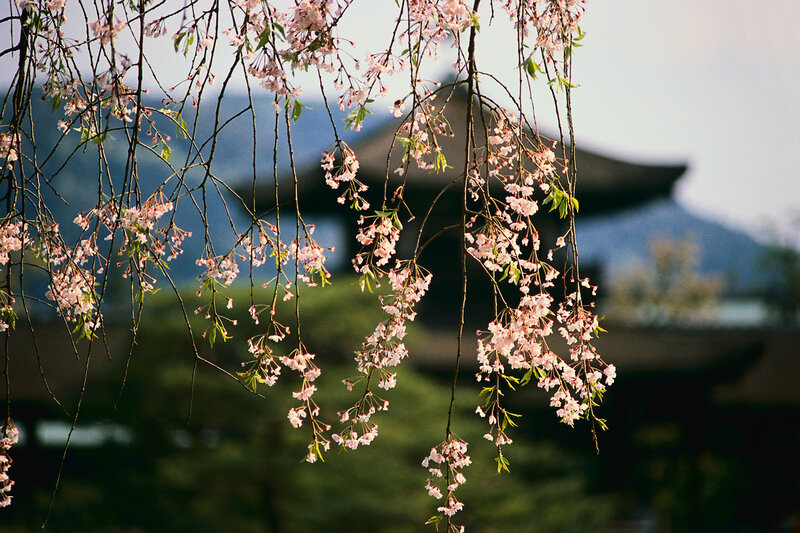 Cherry Blossoms Hanging — Pink, Serene, Spring, Photograph, Branches