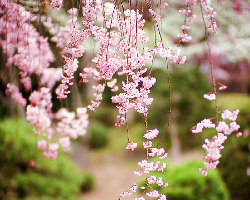 Cherry Blossoms Hanging — Pink, Serene, Spring