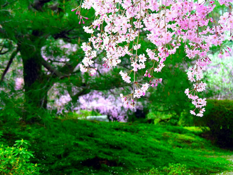 Cherry Blossoms Hanging — Pink, Serene