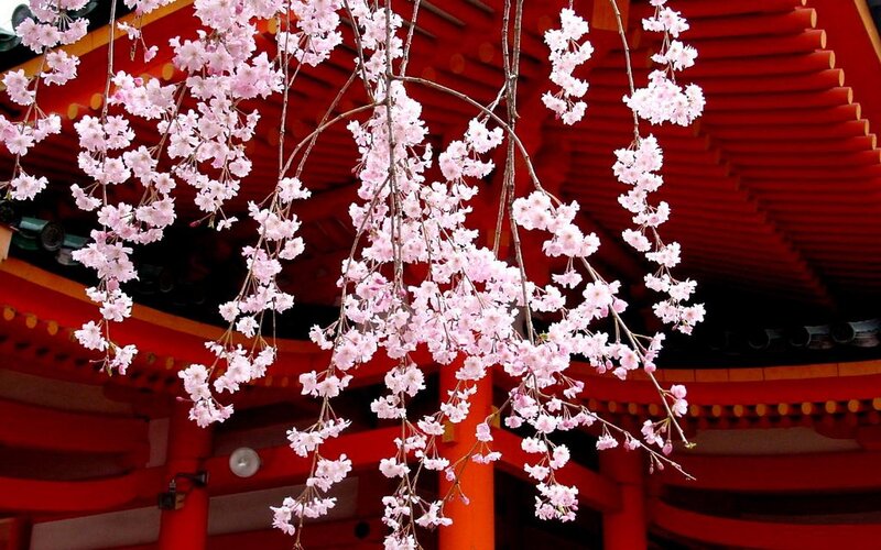 Cherry Blossoms Hanging — Red