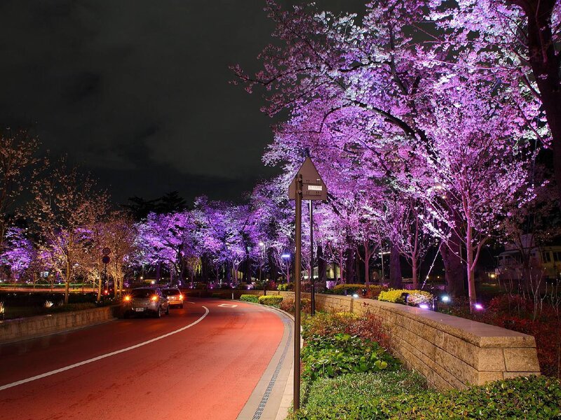 Cherry blossoms illuminated at night