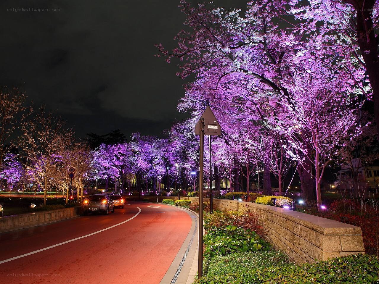 Cherry blossoms illuminated at night