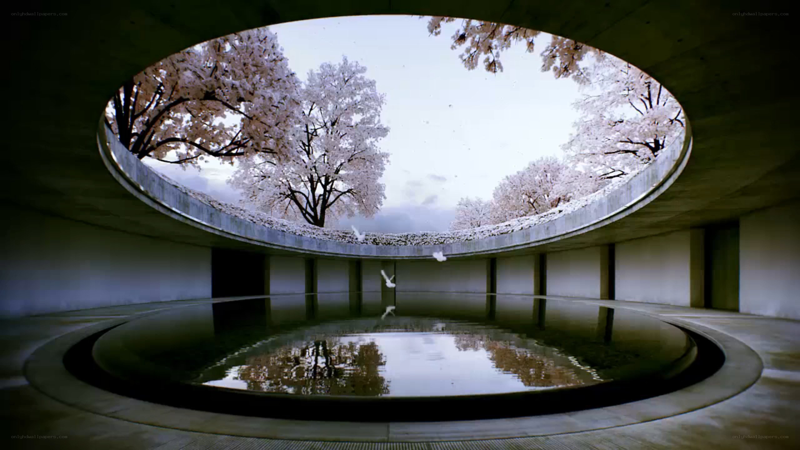 Cherry blossoms in a circular pool