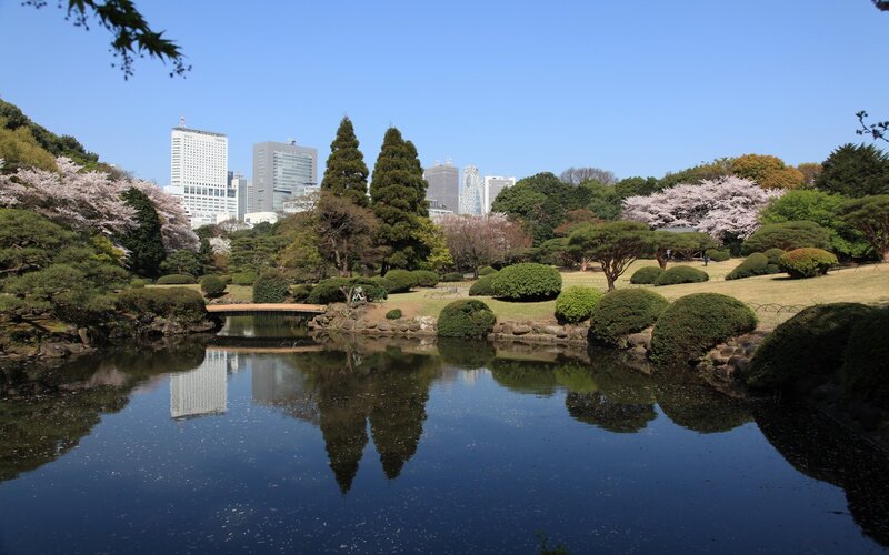 Cherry blossoms in a city park