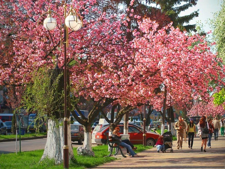Cherry blossoms in a city park
