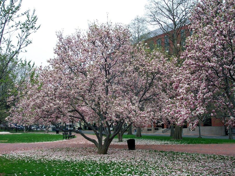Cherry blossoms in a city park