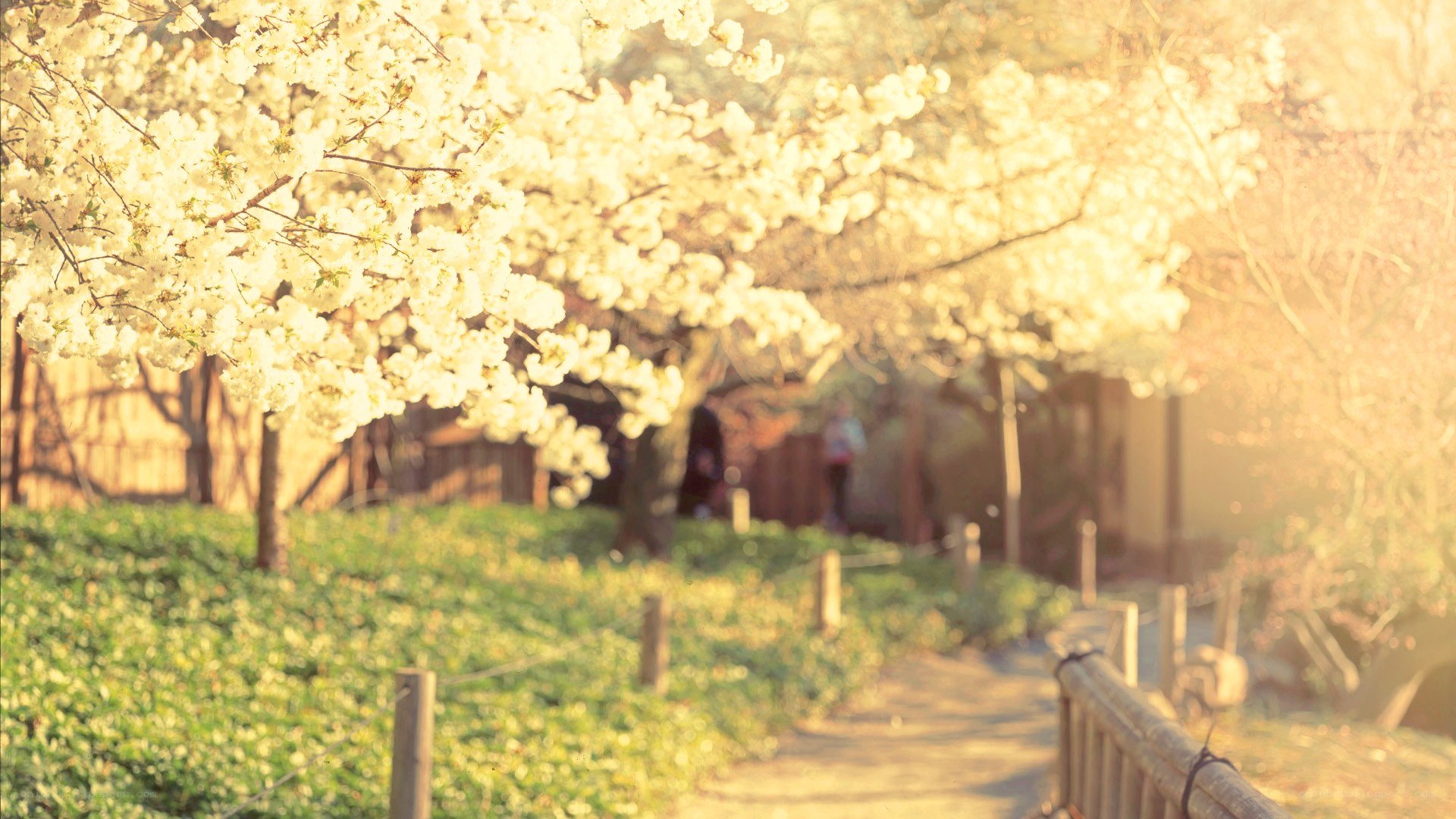 Cherry blossoms in a garden